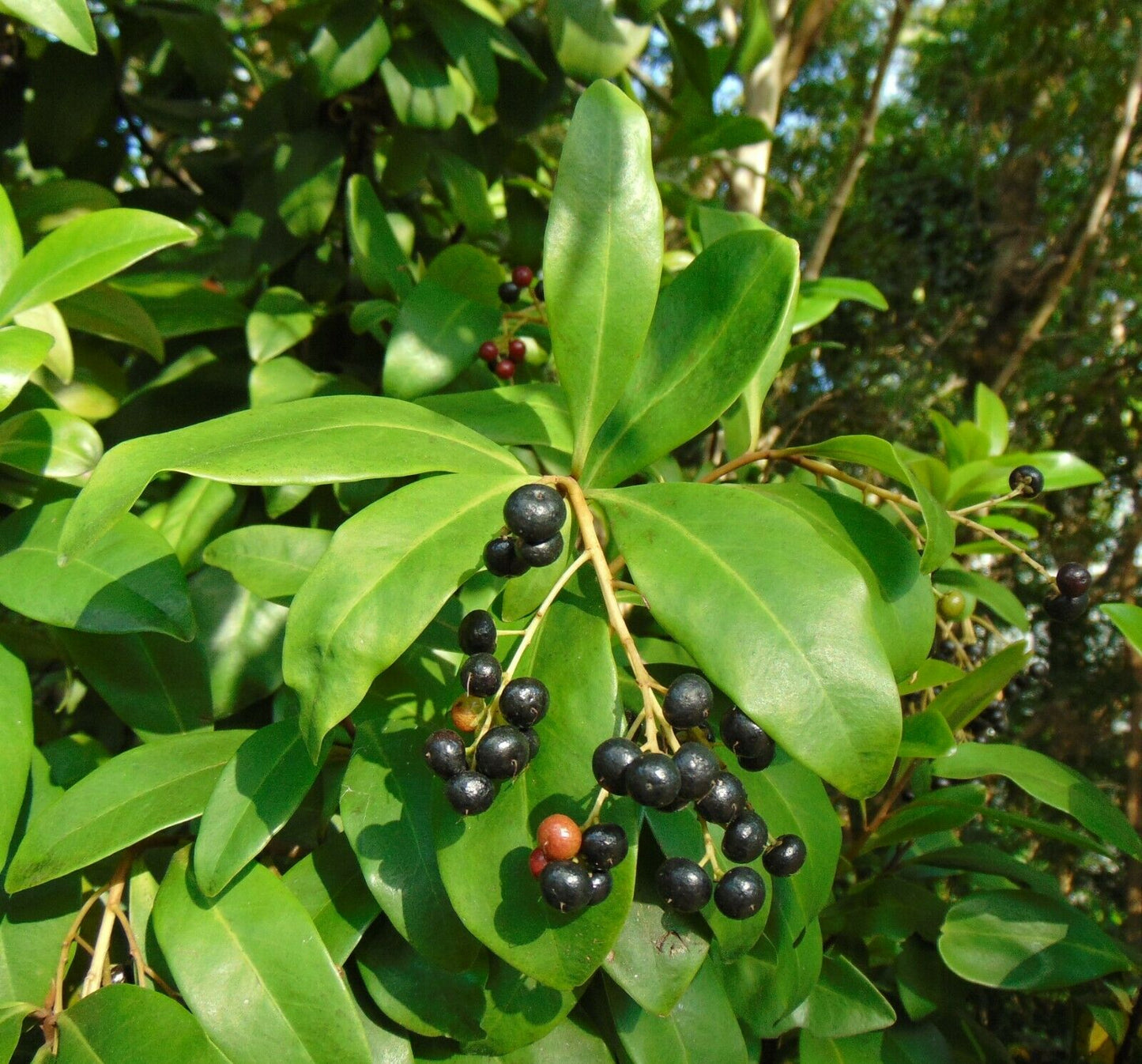Marlberry Ardisia escallonioides 20 Seeds   USA Company