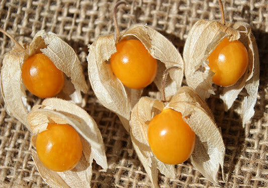 Goldenberry Cape Gooseberry Physalis peruviana 20 Seeds  USA Company