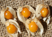 Load image into Gallery viewer, Goldenberry Cape Gooseberry Physalis peruviana 20 Seeds