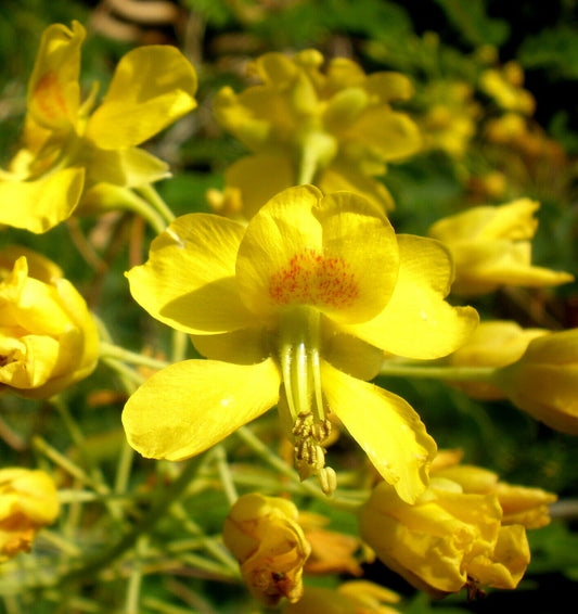 Mexican Bird of Paradise  10 Seeds  Caesalpinia mexicana  USA Company