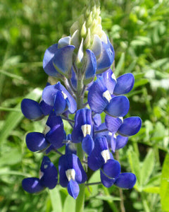 Texas Bluebonnet Lupinus texensis  200 Seeds