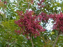 Load image into Gallery viewer, Chinese Pistache Pistacia chinensis 200 Seeds