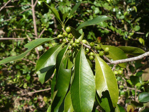 Willow Bustic Rare Dipholis salicifolia 10 Seeds