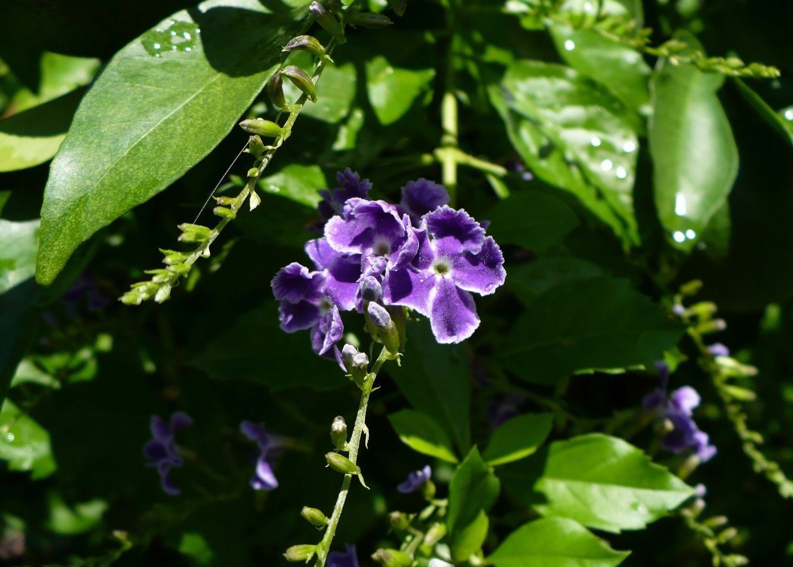 duranta plant seeds Golden Dewdrop Duranta erecta 20 Seeds – R&B Floridaseeds