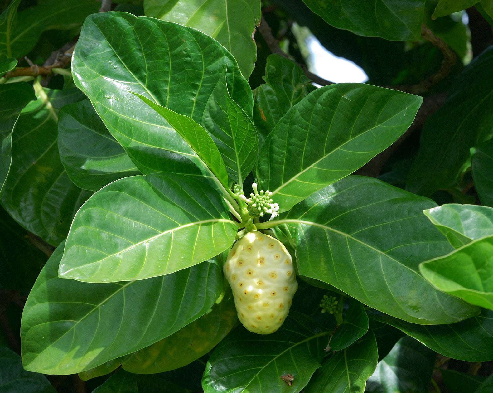 Indian Mulberry 20 Seeds Morinda citrifolia – R&B Floridaseeds
