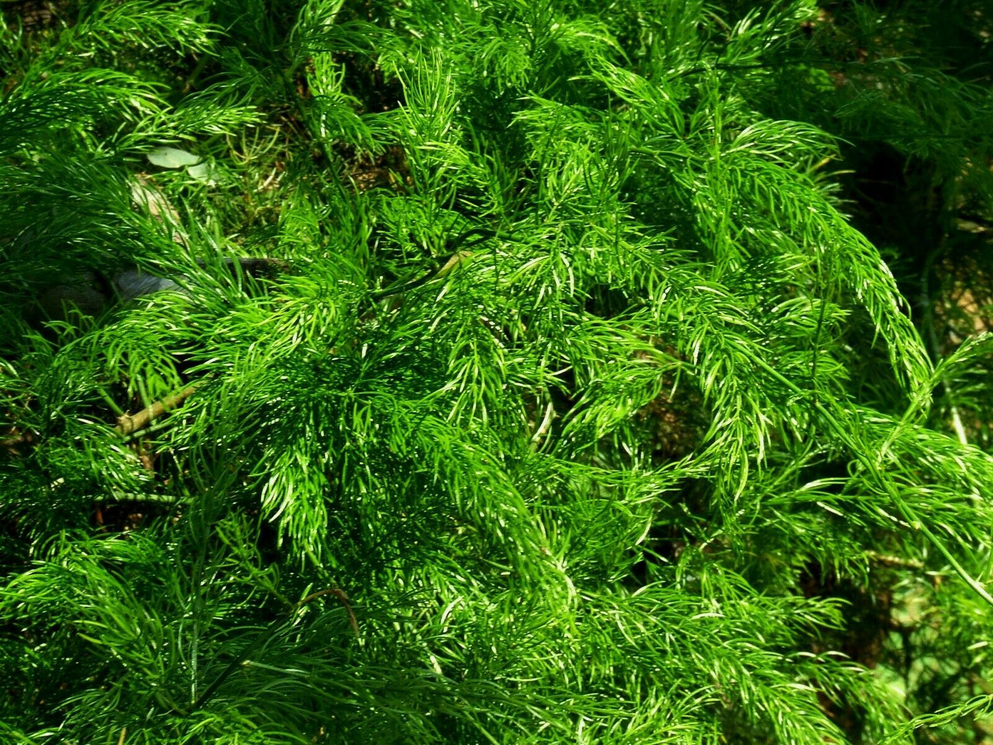 Wild Asparagus Shatavari Asparagus racemosus 20 Seeds  USA Company