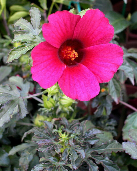 Monarch Rosemallow  15 Seeds  Hibiscus radiatus