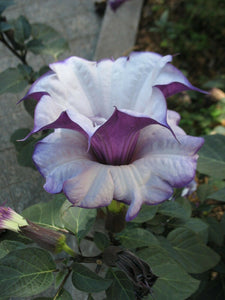 Purple Angel's Trumpet Datura metel 10 Seeds