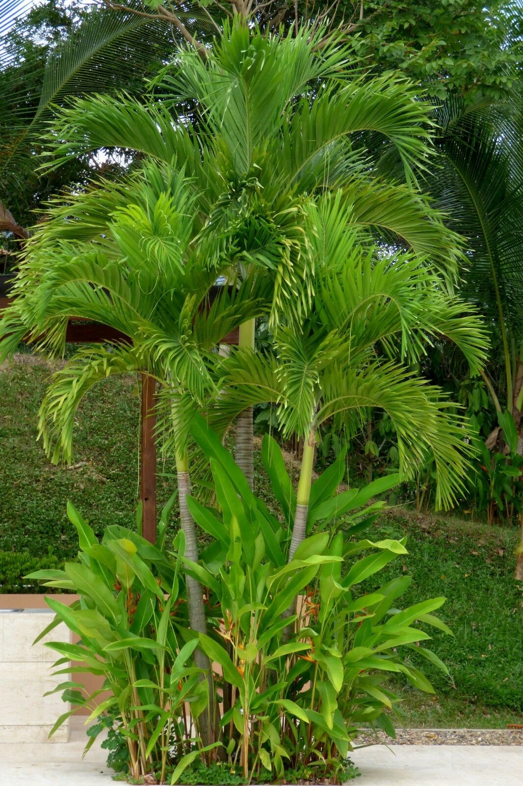 Christmas Palm Manila Palm Veitchia merrillii 10 Seeds