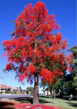 Load image into Gallery viewer, Flame Tree Brachychiton acerifolius 20 Seeds
