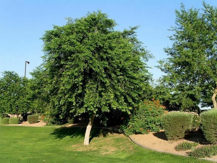 Eetti Tree Indian Rosewood Dalbergia sissoo 20 Seeds – R&B Floridaseeds