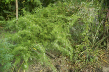 Load image into Gallery viewer, Wild Asparagus Shatavari Asparagus racemosus 20 Seeds