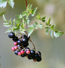 Load image into Gallery viewer, Peppervine Ampelopsis arborea 20 Seeds