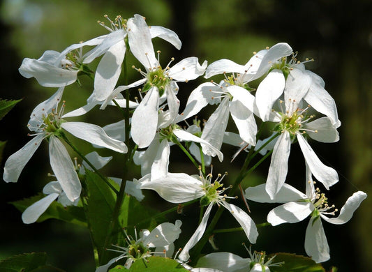 Downy Serviceberry Amelanchier arborea 20 Seeds  USA Company