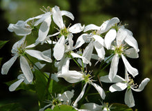 Load image into Gallery viewer, Downy Serviceberry Amelanchier arborea 20 Seeds