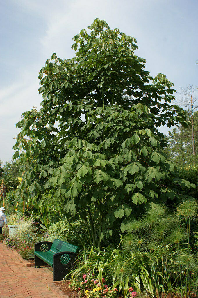 Chinese Parasol Tree Firmiana simplex 20 Seeds  USA Company