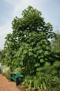 Chinese Parasol Tree Firmiana simplex  20 Seeds