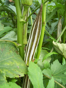 Okra Abelmoschus esculentus 20 Seeds