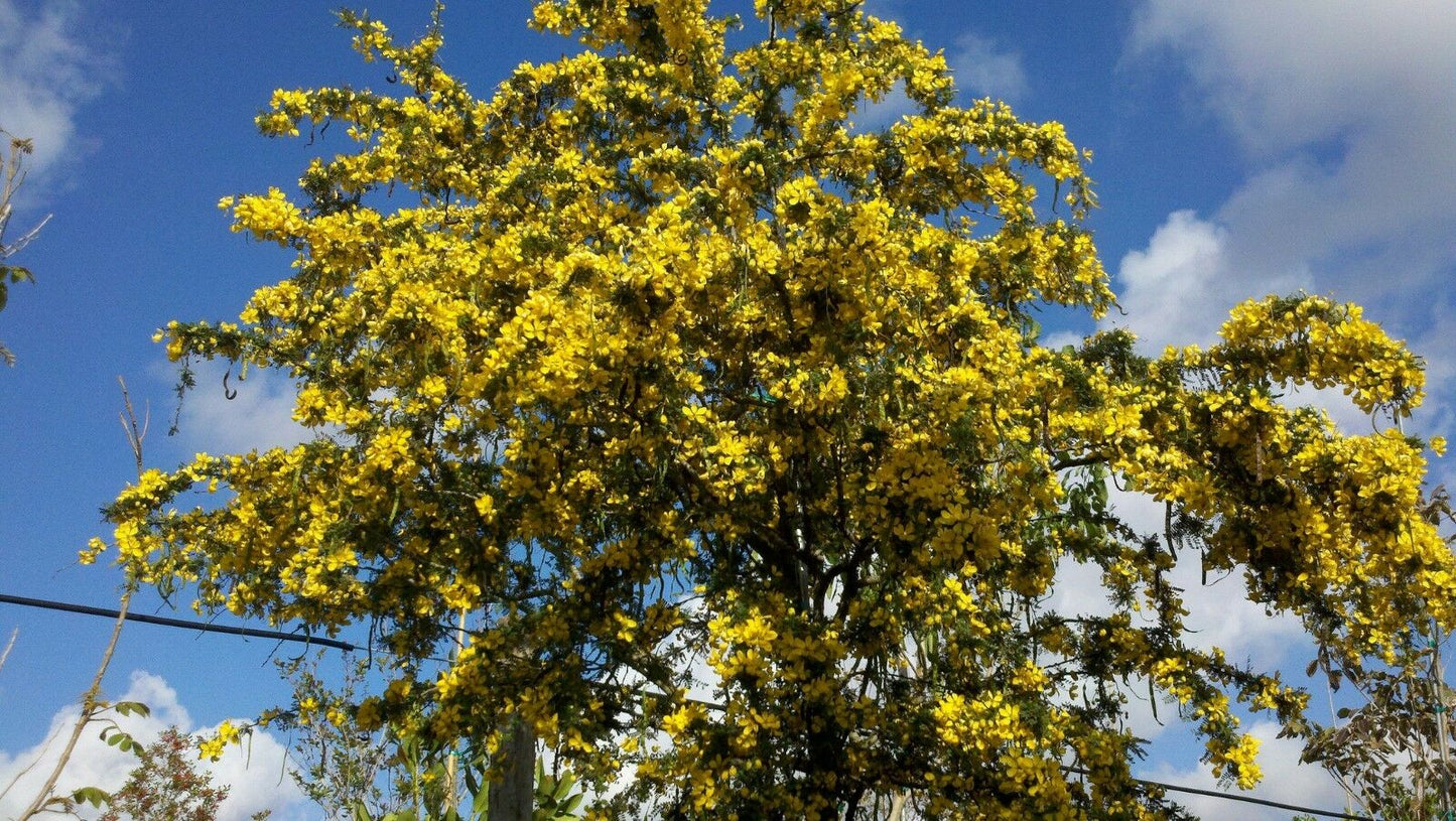 Desert Cassia Cassia polyphylla 50 Seeds  USA Company