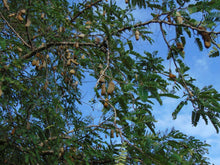 Load image into Gallery viewer, Tamarind Tamarindus indica 20 Seeds