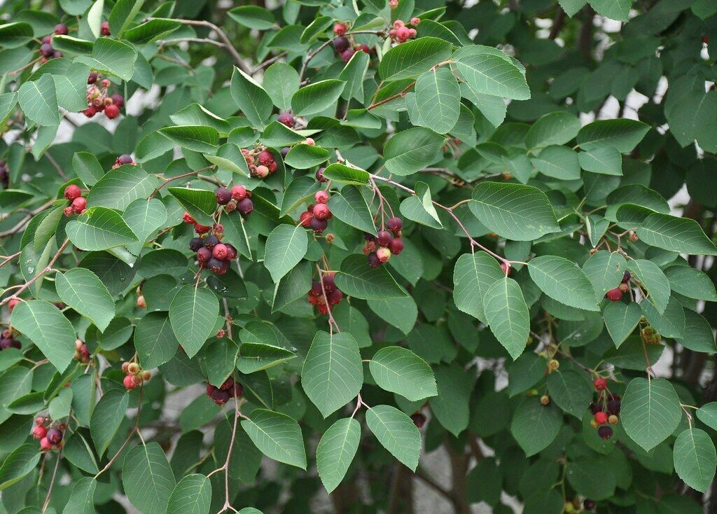 Downy Serviceberry Amelanchier arborea 20 Seeds  USA Company