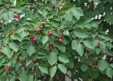 Load image into Gallery viewer, Downy Serviceberry Amelanchier arborea 20 Seeds
