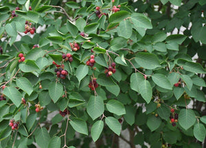 Downy Serviceberry Amelanchier arborea 20 Seeds