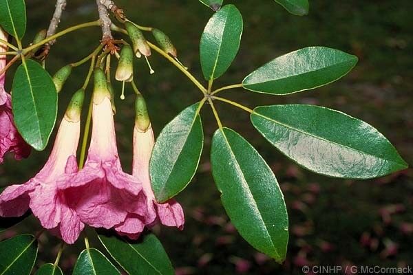 Pink Trumpet Tree Tabebuia heterophylla 20 Seeds  USA Company