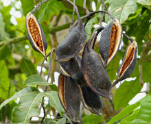 Load image into Gallery viewer, Flame Tree Brachychiton acerifolius 20 Seeds
