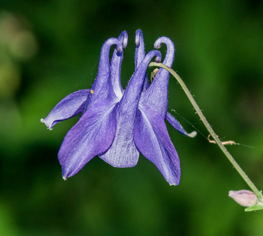 Purple Columbine Aquilegia vulgaris 20 Seeds