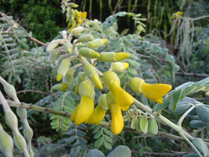 Yellow Necklacepod Sophora tomentosa 20 seeds