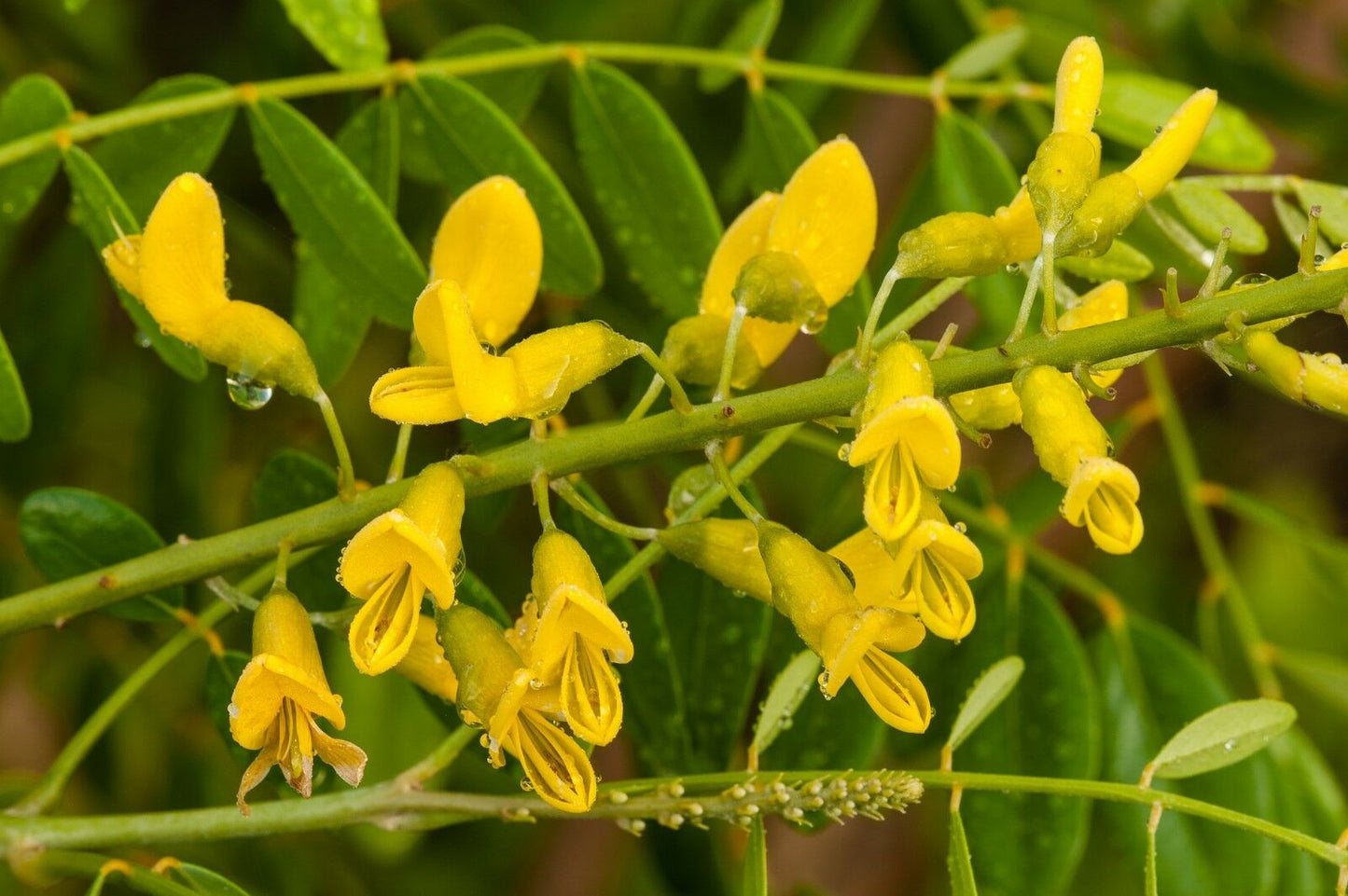 Yellow Necklacepod Sophora tomentosa 100 seeds  USA Company