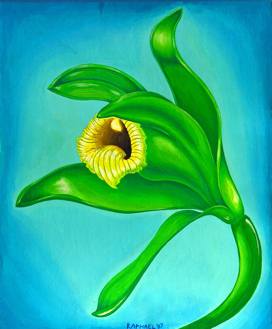Vanilla Orchid Flower Vanilla planifolia Print