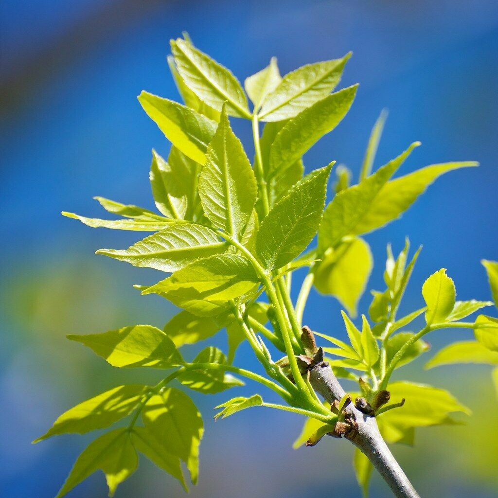 Ash In Spring Ash Tree Spring