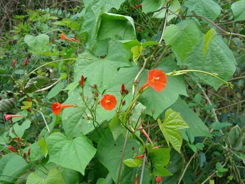 Scarlet Morning Glory Ipomoea hederifolia 20 Seeds