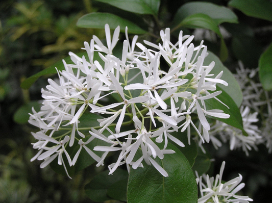 Chinese Fringe Tree Chionanthus retusus 20 Seeds  USA Company