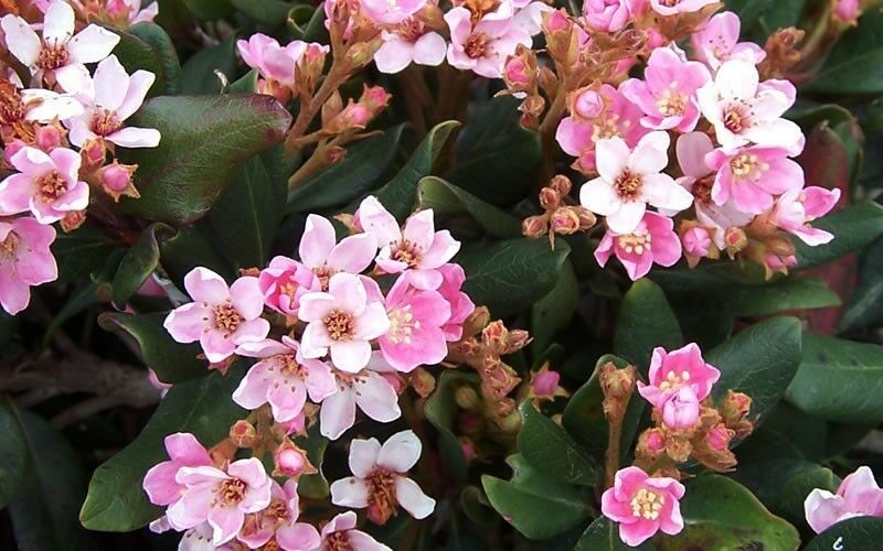 Indian Hawthorn Rhaphiolepis indica 20 Seeds  USA Company