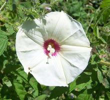 Load image into Gallery viewer, Cutleaf Morning Glory Merremia dissecta 20 Seeds