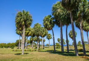 Puerto Rican Hat Palm Sabal causiarum 200 Seeds