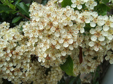 Load image into Gallery viewer, Scarlet Firethorn Pyracantha coccinea 20 Seeds