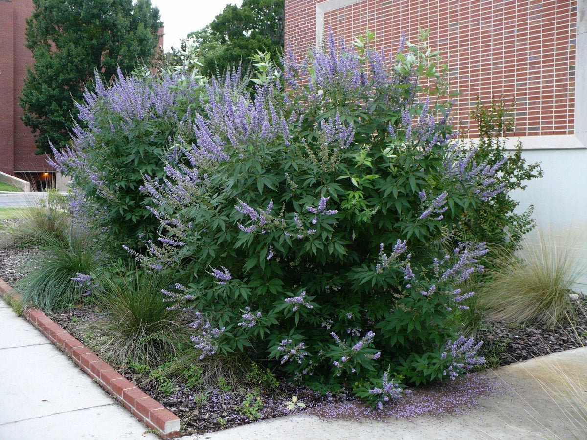 Box Chaste Tree Chaste Tree Vitex agnus-castus 100 Seeds – R&B Floridaseeds