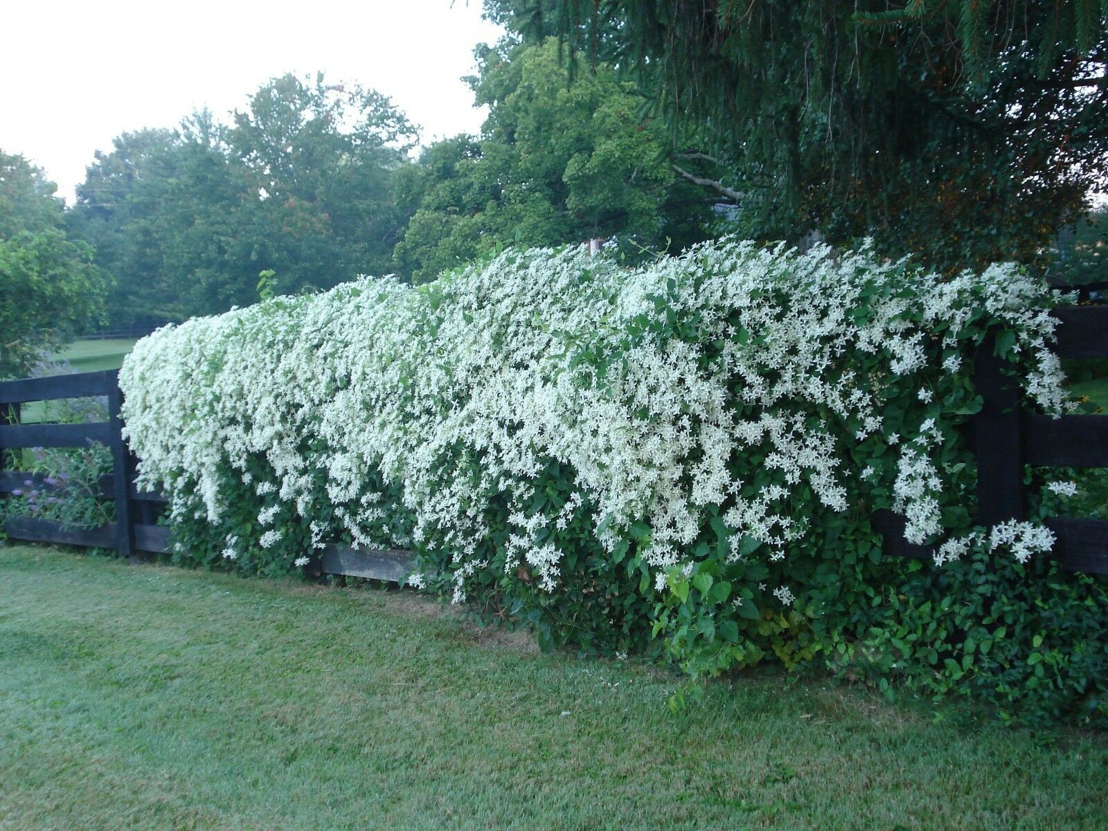 Autumn 2024 sweet clematis