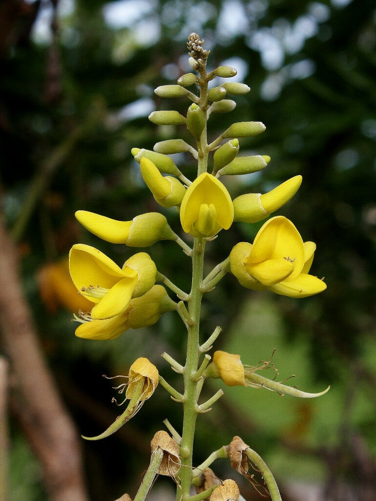 yellow flower seed pods Yellow Necklacepod 20 Seeds Sophora tomentosa – R&B Floridaseeds