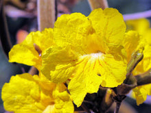 Load image into Gallery viewer, Golden Trumpet Tree Tabebuia chrysotricha 20 Seeds