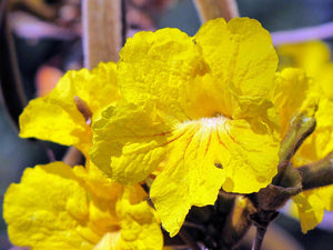 Golden Trumpet Tree Tabebuia chrysotricha 20 Seeds
