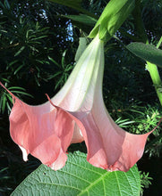 Load image into Gallery viewer, Pink Angel&#39;s Trumpet  Brugmansia suaveolens  5 Seeds