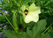 Load image into Gallery viewer, Okra Abelmoschus esculentus 20 Seeds
