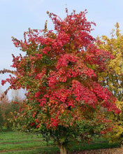 Load image into Gallery viewer, Trident Maple Acer buergerianum 20 Seeds