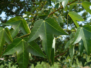 Trident Maple Acer buergerianum 20 Seeds
