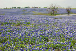 Texas Bluebonnet Lupinus texensis  200 Seeds